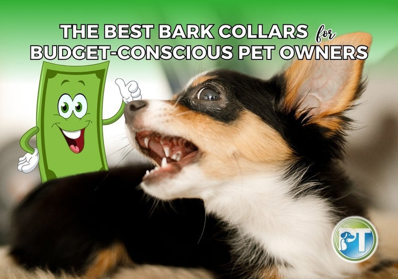 Best Affordable Bark Collars for Dogs – Budget-Friendly Training Solutions - PetsTEK