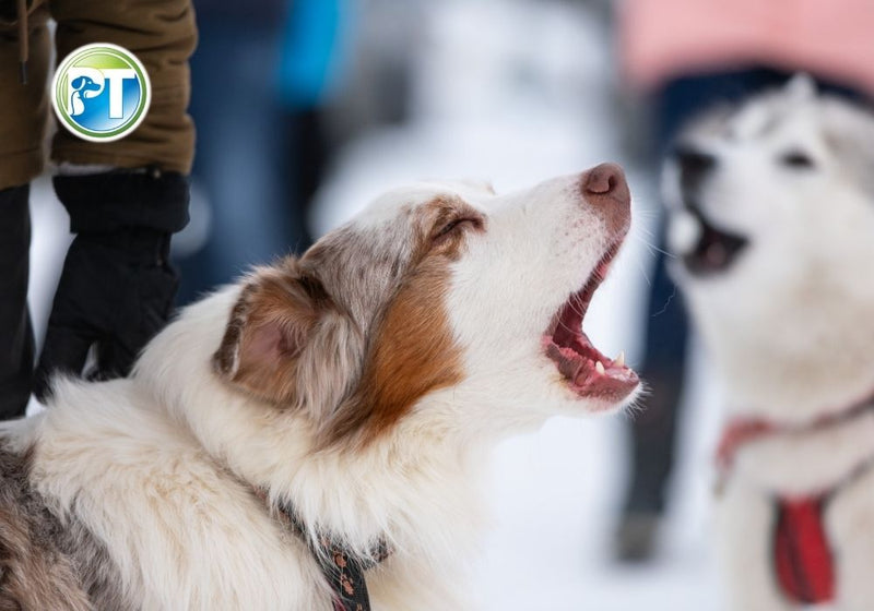 Best Bark Collars 2024 – Features, Types, and How to Choose for Your Dog - PetsTEK