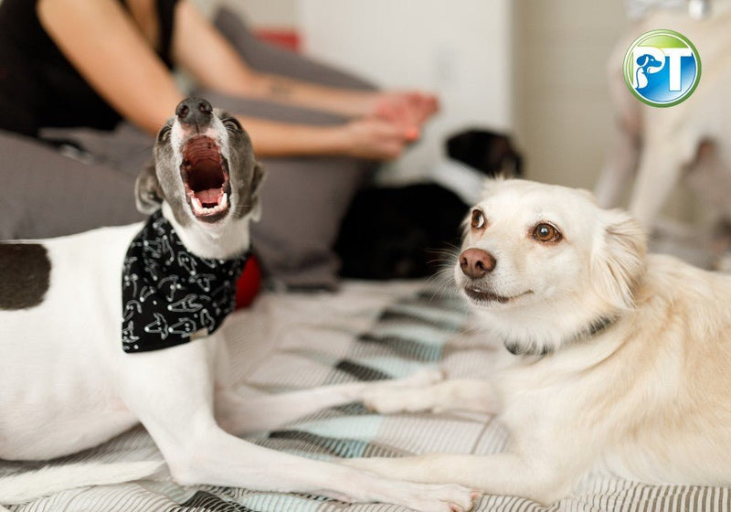 Best Bark Collars for Apartment Dogs – Stop Excessive Barking Safely - PetsTEK