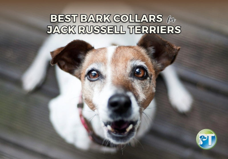 Best Bark Collars for Jack Russell Terriers Reviewed - PetsTEK