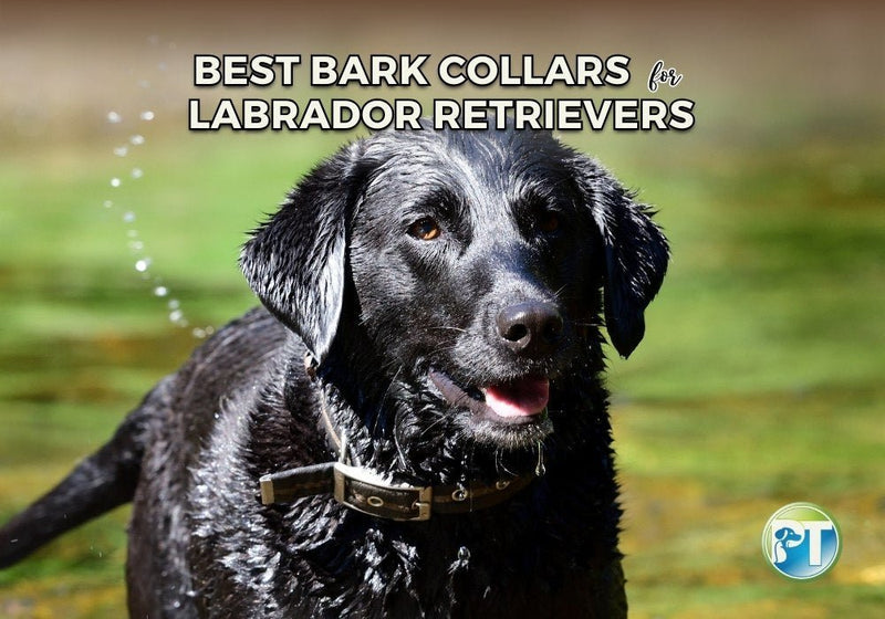 Best Bark Collars for Labrador Retrievers – Top Picks - PetsTEK