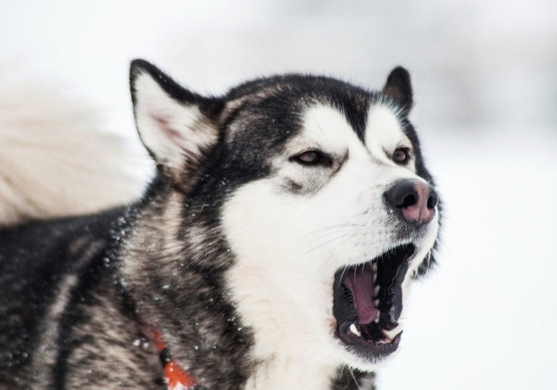 Best Bark Collars for Long-Haired Dogs: Top Picks and Buyer’s Guide - PetsTEK