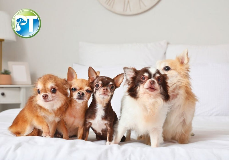 Best Bark Collars for Multi-Dog Homes: Top Picks and Training Tips - PetsTEK