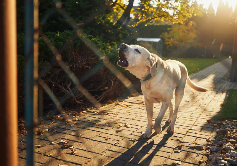 Best Bark Collars for Stubborn Dogs: Top Picks and Reviews - PetsTEK