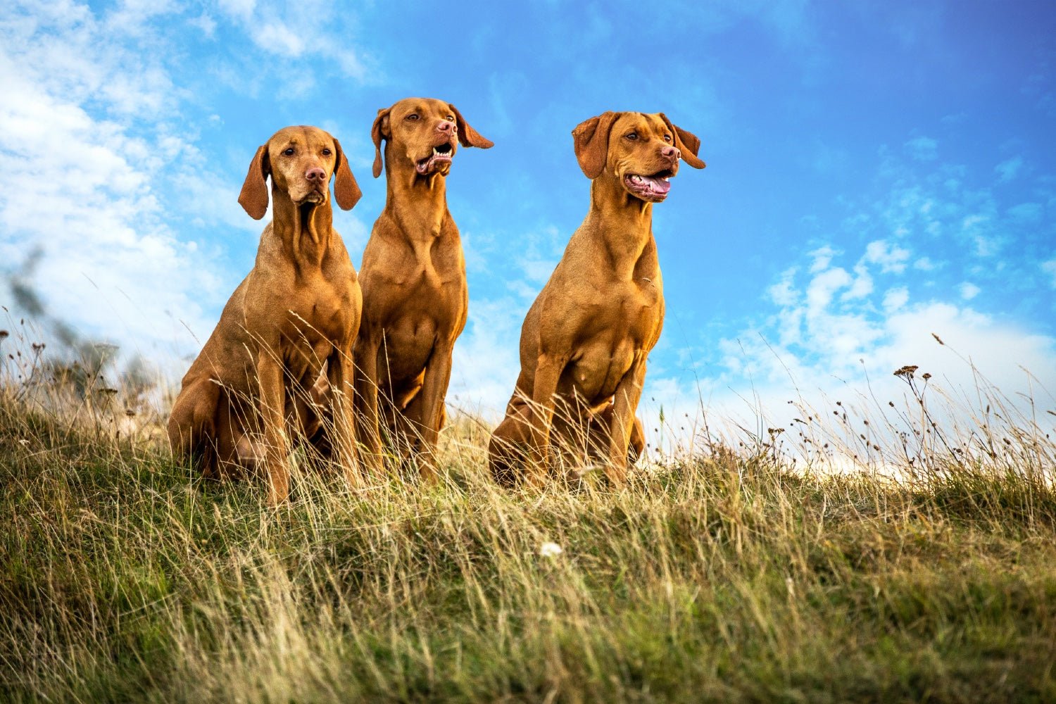 Best E-Collar for Hunting Dogs: Top Training Collars for the Field - PetsTEK