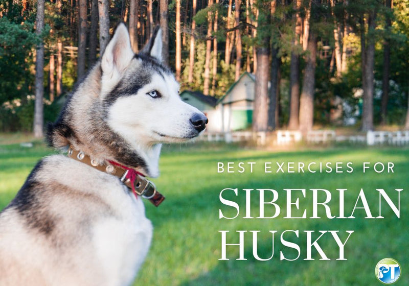 Best Exercises for Siberian Huskies to Stay Healthy - PetsTEK