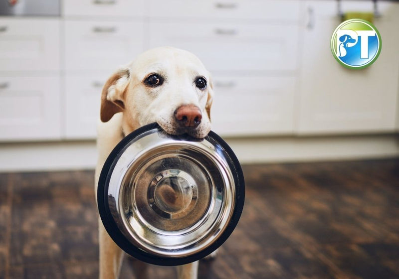 Best Pet Foods for Dogs: Nutrition, Ingredients & Health Tips - PetsTEK