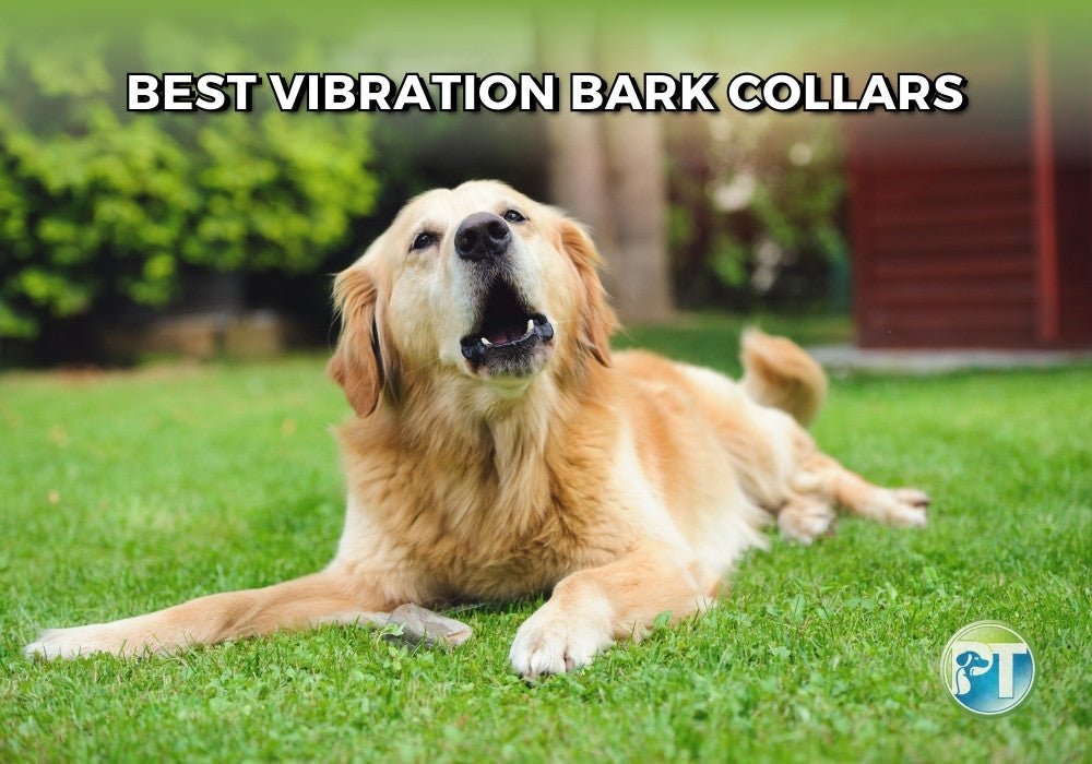 Best Vibration Bark Collars for Dogs: Humane Solutions for Excessive Barking - PetsTEK