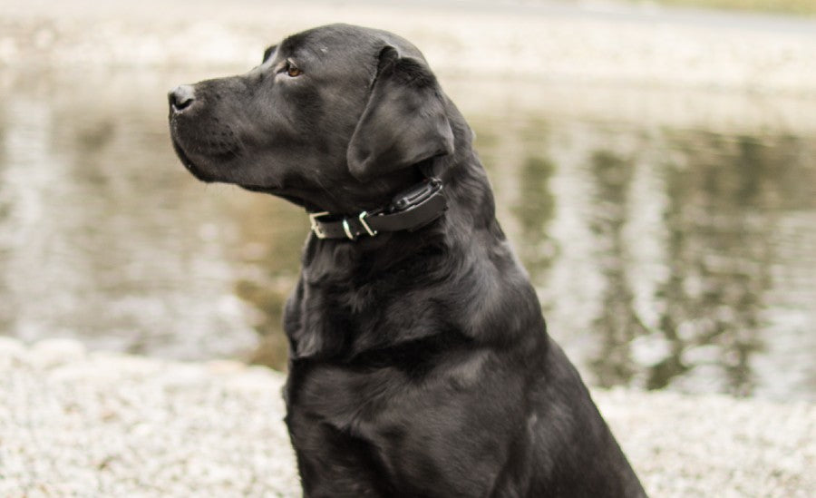 Top 5 Reasons Why an E-Collar is Safe for Your Dog