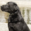 Top 5 Reasons E-Collars Are Safe and Effective for Dog Training