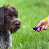 Clicker Training for Dogs in 3 Easy Steps – Beginner’s Guide