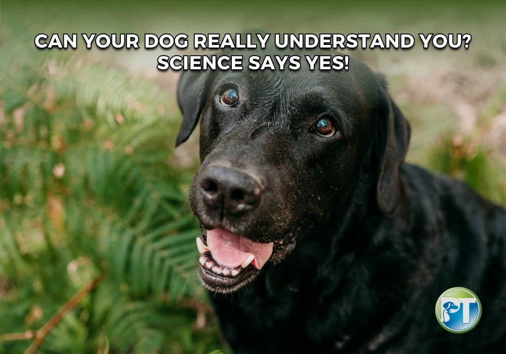 Can Dogs Understand Human Words? Science Reveals the Truth - PetsTEK