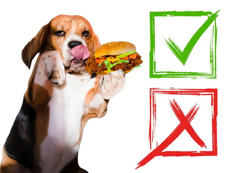 Dangerous Foods for Dogs and Safe Alternatives Every Owner Should Know - PetsTEK