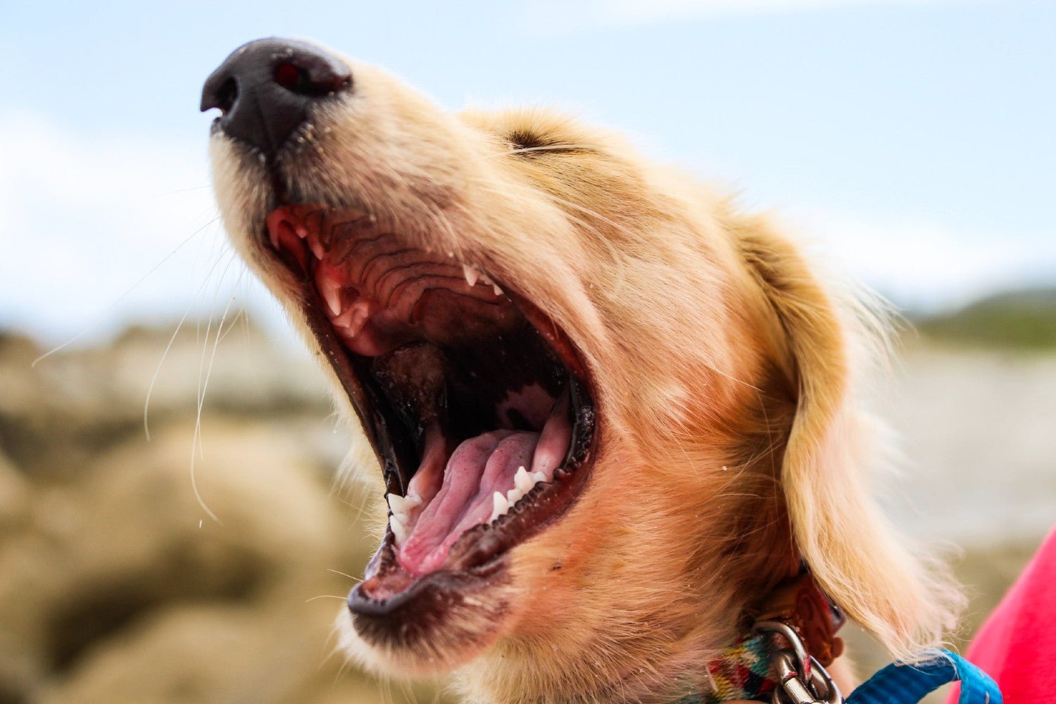 Dog Barking Sounds Explained: How to Decode What Your Dog is Saying - PetsTEK