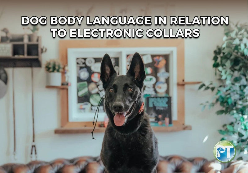 Dog Body Language and E-Collar Training: How to Train Responsibly - PetsTEK