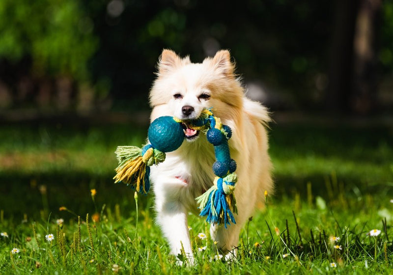 Dog Toys to Avoid in Pet Stores – Keep Your Dog Safe - PetsTEK
