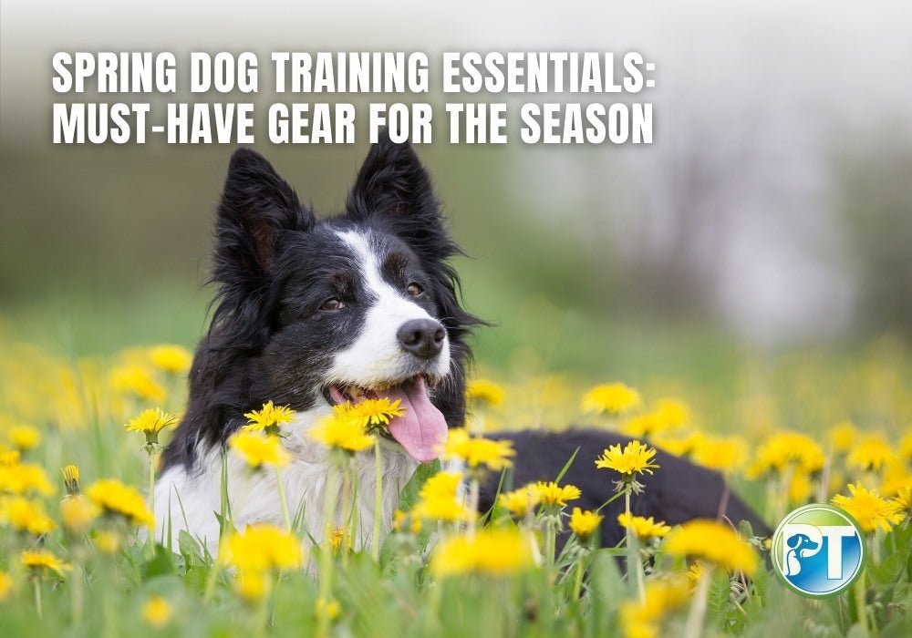 Dog Training Essentials for Spring: Must-Have Gear for Outdoor Success - PetsTEK