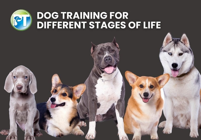 Dog Training for Every Stage of Life: Puppy, Adolescent, Adult, and Senior - PetsTEK