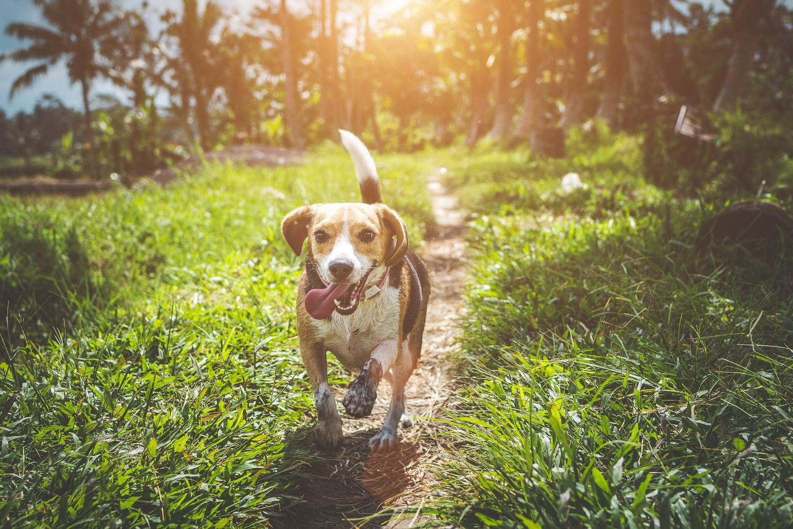 Dog Running on a Field