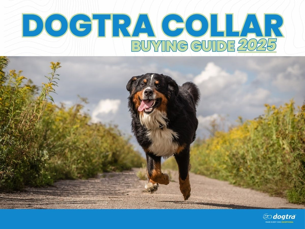 Dogtra Collar Buying Guide 2025 - PetsTEK