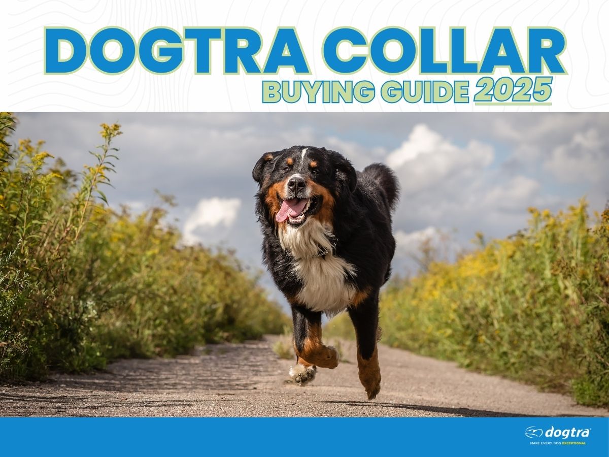 Dogtra Collar Buying Guide 2025 - PetsTEK