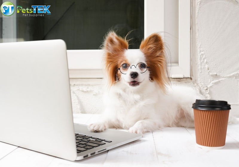 E-Collar vs Bark Collar vs E-Fence: Beginner’s Guide to Choosing the Right One - PetsTEK