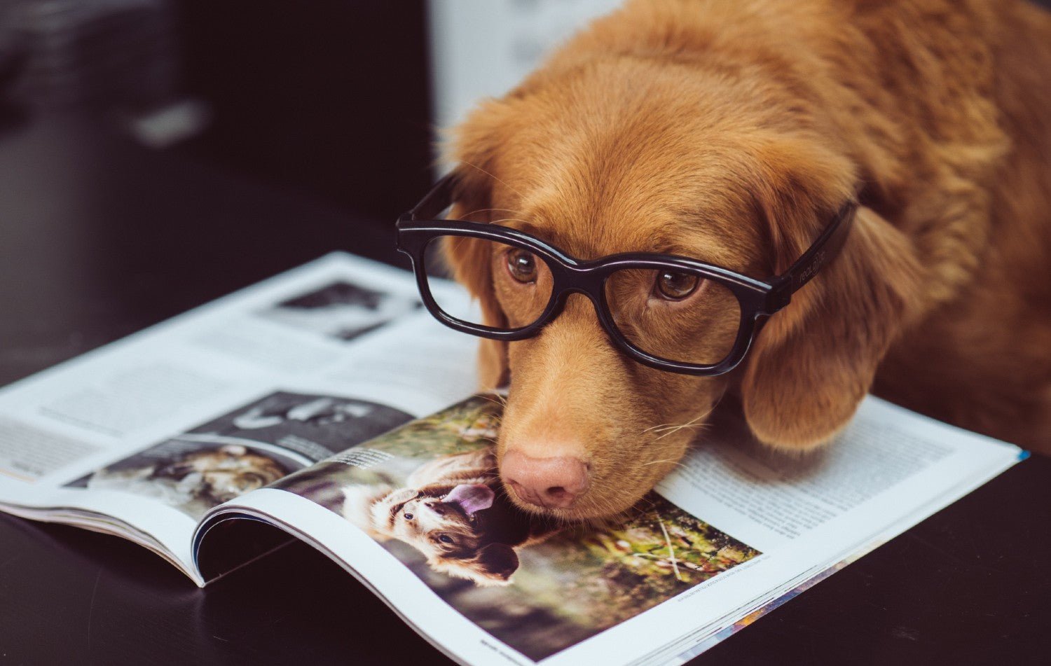 E-Collar vs Bark Collar vs E-Fence: Which Training Tool Is Best for Your Dog? - PetsTEK
