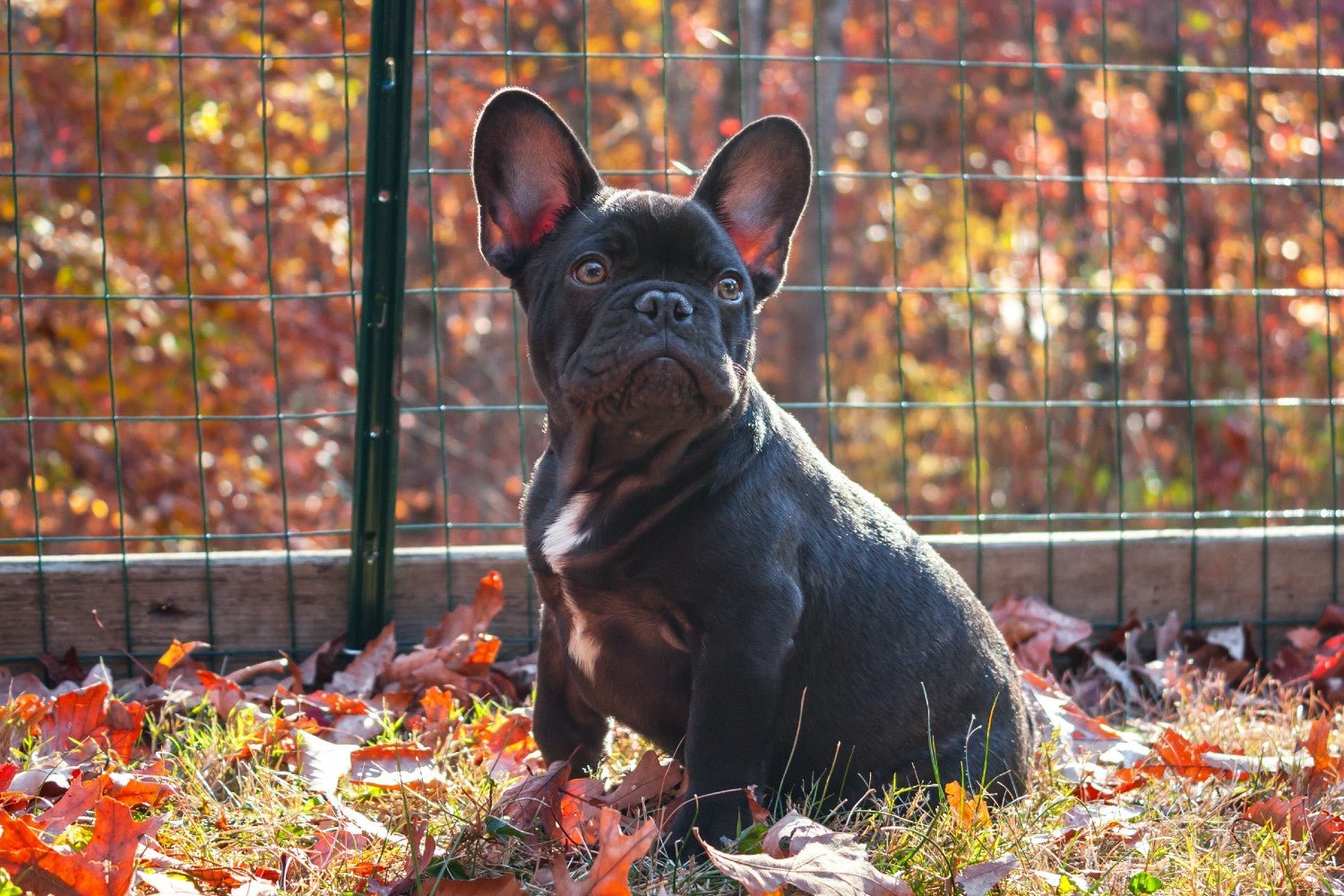 E-Fences for Dogs: How They Work, Benefits, and Best Options - PetsTEK