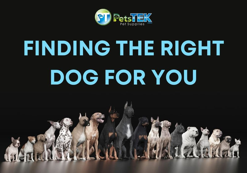 Finding the Right Dog for You – How to Choose the Best Breed - PetsTEK
