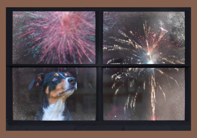 Fun and Safe New Year’s Activities to Enjoy with Your Dog - PetsTEK