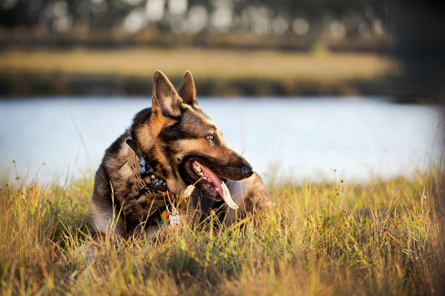 German Shepherd Lying on Grass