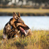 Debunking Common E-Collar Training Myths