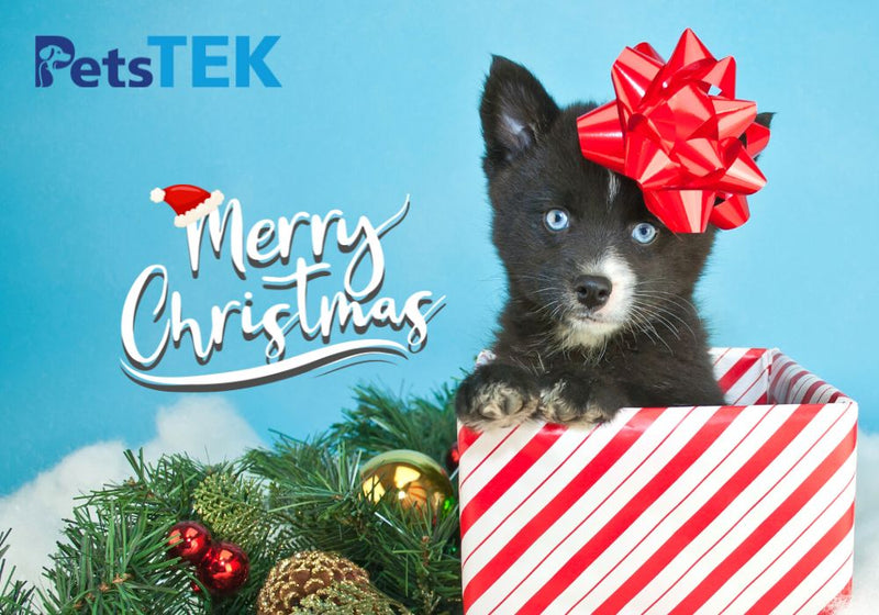 Gifting a Christmas Pet: Is It a Good Idea? – Tips for Responsible Pet Giving - PetsTEK