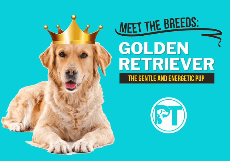 Golden Retriever Breed Guide – Traits, Care, Training & Health Tips - PetsTEK