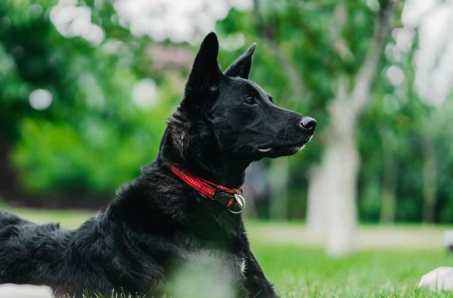 GPS Dog Collars: The Best Way to Track and Protect Your Pet - PetsTEK