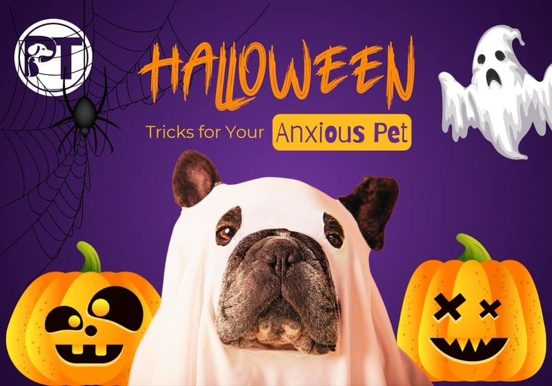 Halloween Safety Tips for Anxious Dogs | Reduce Stress and Stay Safe - PetsTEK