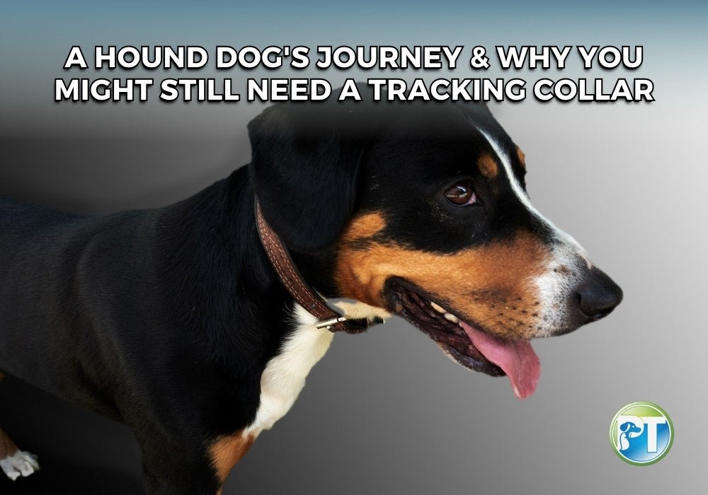 Hound Dog Tracking Abilities and Why a GPS Collar Still Matters - PetsTEK