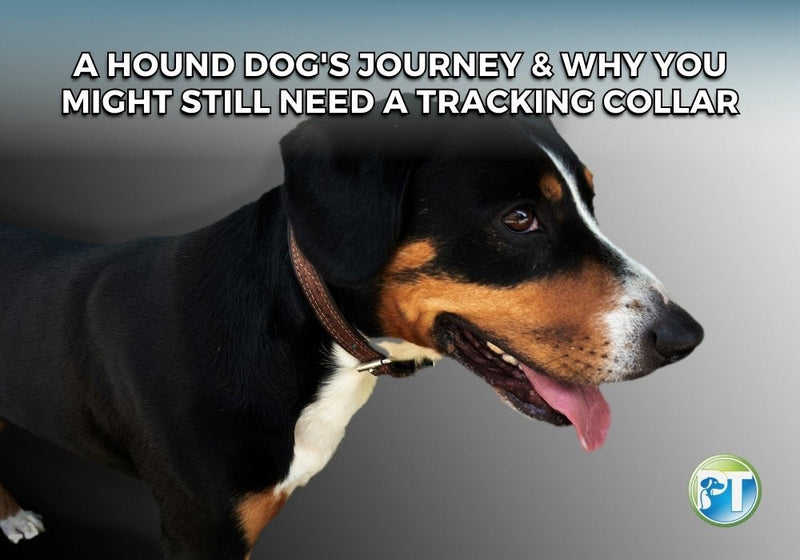 Hound Dog Tracking Abilities and Why a GPS Collar Still Matters - PetsTEK