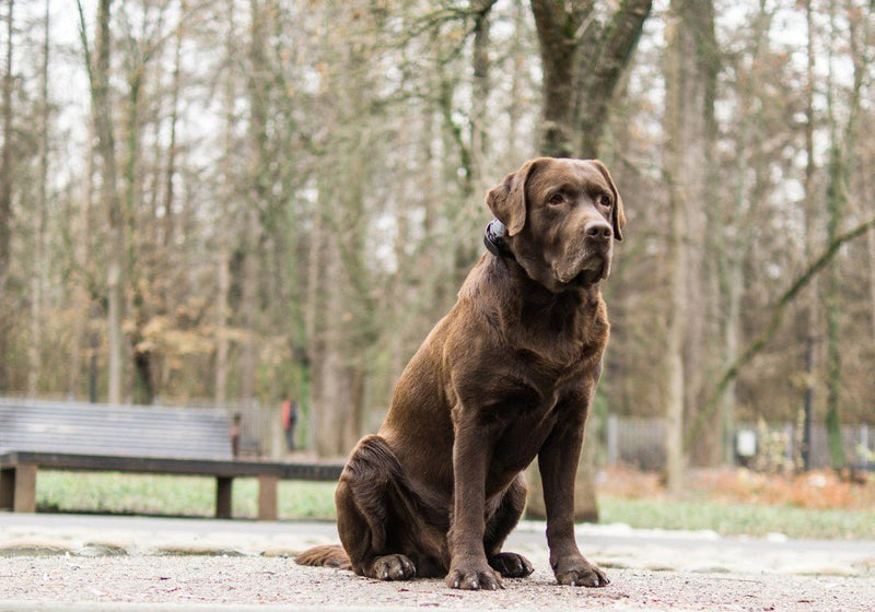 How to Handle Negative Reactions to E-Collars on Your Dog - PetsTEK