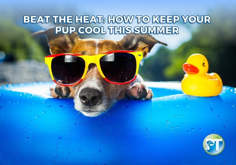 How to Keep Your Dog Cool This Summer: Safety Tips and Fun Ideas - PetsTEK