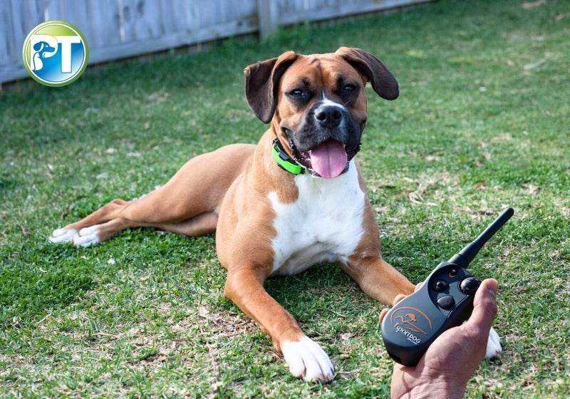How to Know if You’re Doing E-Collar Training Correctly - PetsTEK