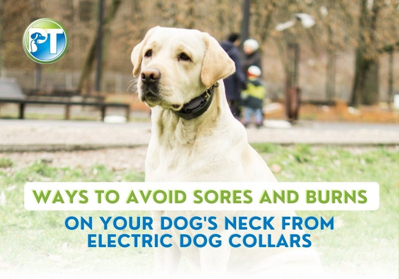 How to Prevent Dog Collar Sores and Burns from Electric Training Collars - PetsTEK