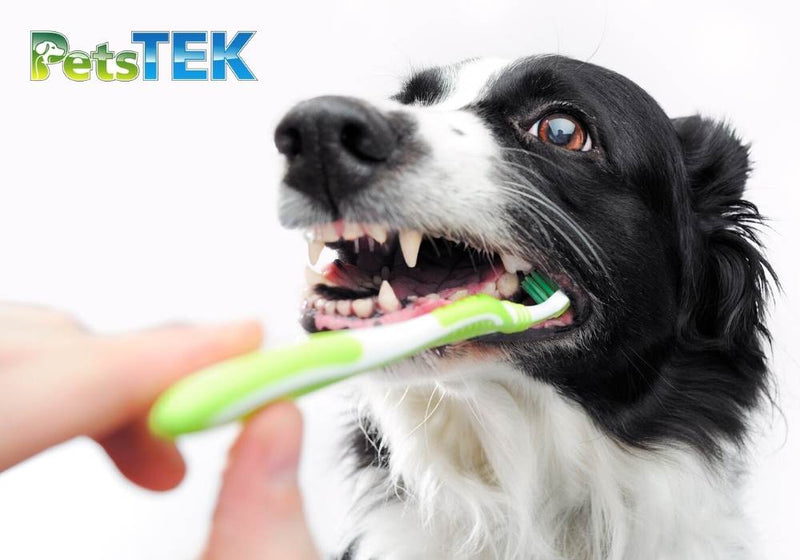 How to Properly Brush Your Dog’s Teeth – Step-by-Step Guide for Healthy Canine Oral Care - PetsTEK