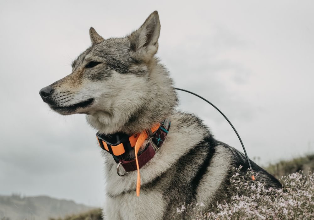 How to Use an E-Collar to Train Your Dog in 7 Simple Steps - PetsTEK