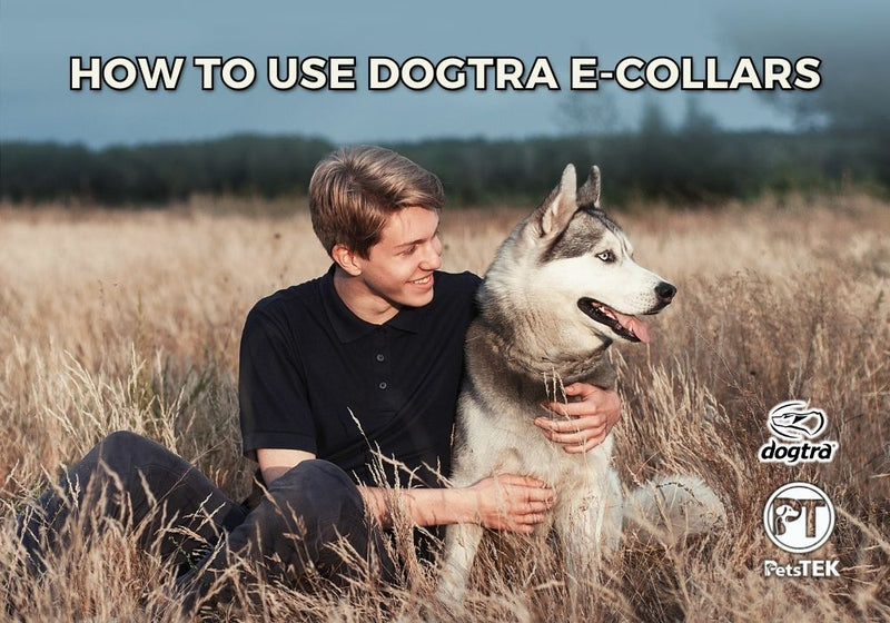 How to Use Dogtra E-Collars – Setup, Training, and Troubleshooting Guide - PetsTEK