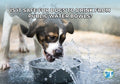 Is it Safe for Dogs to Drink from Public Water Bowls? Risks and Tips - PetsTEK