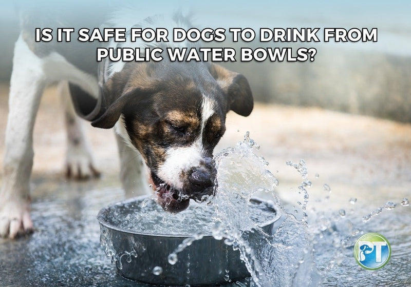 Is it Safe for Dogs to Drink from Public Water Bowls? Risks and Tips - PetsTEK