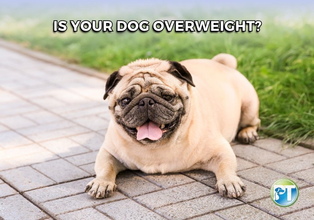 Is Your Dog Overweight – Signs, Risks, and Healthy Weight Tips - PetsTEK