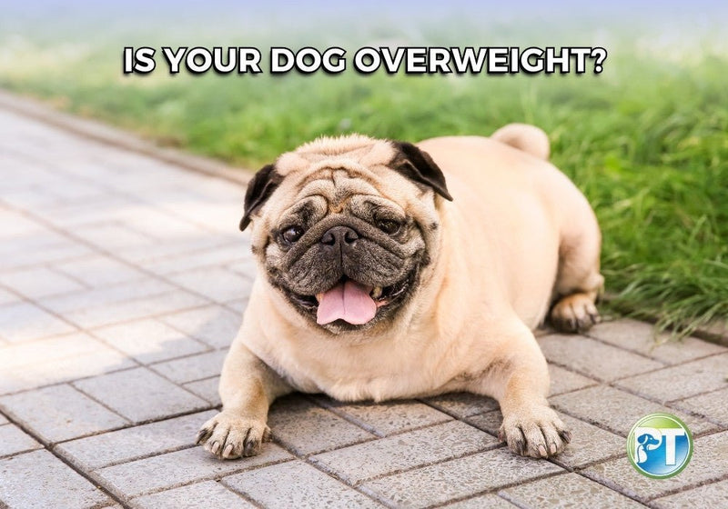 Is Your Dog Overweight – Signs, Risks, and Healthy Weight Tips - PetsTEK