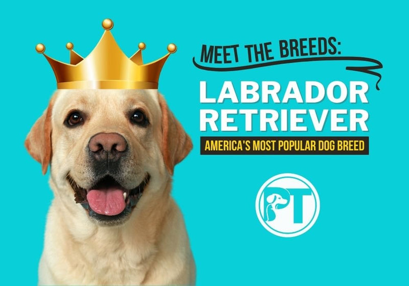 Labrador Retriever Breed Guide Temperament Care and Training Tips - PetsTEK